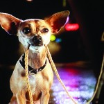 I think we need a new diet: The iconic Taco Bell dog, pictured above, represented an old brand identity for the fast-food chain which as recently adopted a “Healthy Alternative” in the Drive-thru Diet. Photo Courtesy MCT