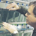 Zebrafish