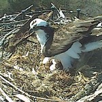 In the Nest: The osprey pair who built their nest on top of a lamp post on campus brought three eggs into the world this weekend. The eggs are expected to hatch next month after a 37-day incubation period. The nest can be watched live on the Ferris Web site through the Osprey Web Cam Project. Photo courtesy of Paul Klatt In the Nest: The osprey pair who built their nest on top of a lamp post on campus brought three eggs into the world this weekend. The eggs are expected to hatch next month after a 37-day incubation period. The nest can be watched live on the Ferris Web site through the Osprey Web Cam Project. Photo courtesy of Paul Klatt